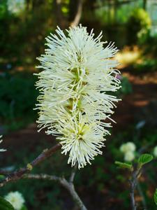 Fothergilla major