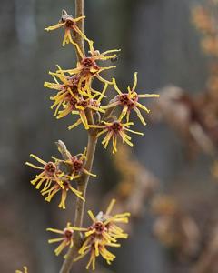 Hamamelis vernalis