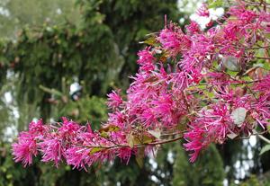 Loropetalum chinense