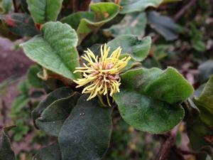 utils/thumbs/Hamamelidaceae/Trichocladus_F3pAWWuaTJGX2sZYruHK2s.jpg