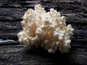 Hericium coralloides