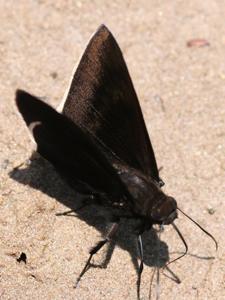 utils/thumbs/Hesperiidae/Aethilla_V6wtB8HGCqse7VGwxPbhKu.jpg