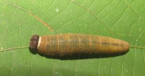 Coladenia indrani