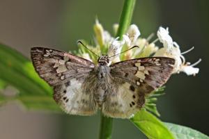 utils/thumbs/Hesperiidae/Eagris_VXEM3GvLkLHTHrsgp9bg7S.jpg
