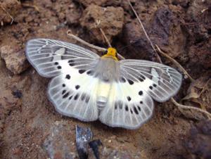 utils/thumbs/Hesperiidae/Gerosis_dMRuMq53ZWhcrV9qQAvzVy.jpg