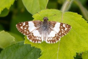 utils/thumbs/Hesperiidae/Heliopetes_FzvpYKboS4GjKC7VcdEfU9.jpg