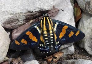 utils/thumbs/Hesperiidae/Mimardaris_ArRexMaLvmwLbgyMDpVgVC.jpg