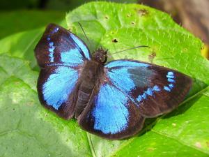 utils/thumbs/Hesperiidae/Paches_P7C97WqTKmbTmJAYKZDDbD.jpg