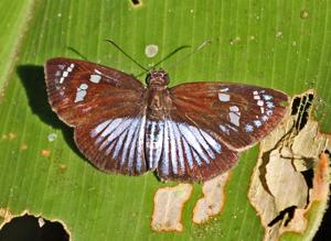 utils/thumbs/Hesperiidae/Pythonides_mpP7wn6NgdhVQmvCegLVCb.jpg