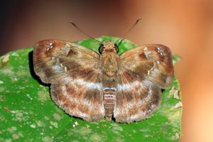 Quadrus cerialis