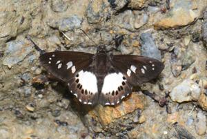 utils/thumbs/Hesperiidae/Seseria_aZGxKg9HhJzQmjkSf7Cgjg.jpg
