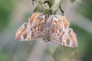 Systasea pulverulenta