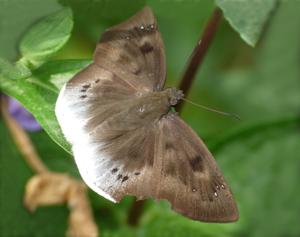 utils/thumbs/Hesperiidae/Tagiades_98JegMCCThatKzHQRS96CK.jpg