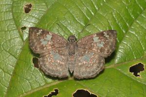 utils/thumbs/Hesperiidae/Xenophanes_7xk5zwNsjtn9isFXDdjx9z.jpg