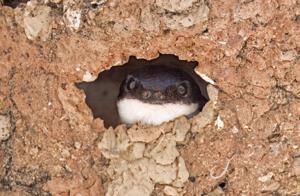 Delichon urbicum