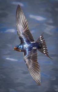 Hirundo rustica