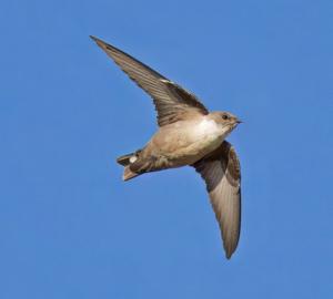 Ptyonoprogne rupestris