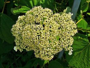 Hydrangea arborescens