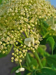 Hydrangea arborescens