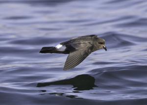 Hydrobates pelagicus