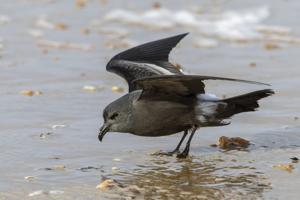 Hydrobates leucorhous