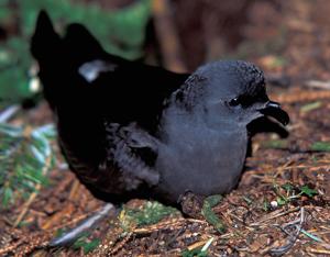 Hydrobates leucorhous