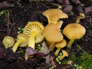 utils/thumbs/Hygrophoraceae/Chrysomphalina_G56RHt3hGmTW92cUhewYyy.jpg