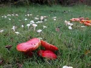 utils/thumbs/Hygrophoraceae/Hygrocybe_CTjydmBD3ULTErcoDknxiU.jpg