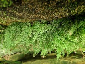 Trichomanes boschianum