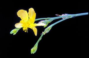 Hypericum cumulicola