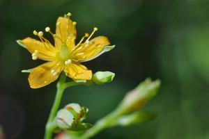 Hypericum mutilum