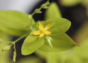 Hypericum mutilum