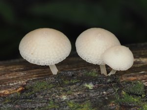 Filoboletus manipularis