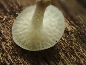 Filoboletus manipularis