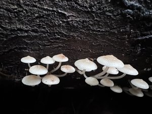 Filoboletus manipularis