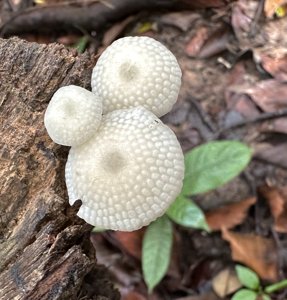 Filoboletus manipularis