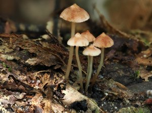 Filoboletus manipularis