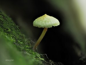 Filoboletus manipularis