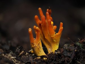 Trichoderma cornu-damae