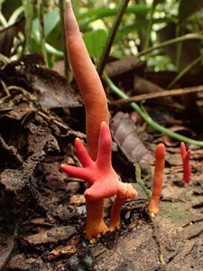 Trichoderma cornu-damae