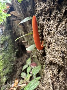 Trichoderma cornu-damae