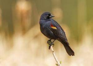 utils/thumbs/Icteridae/Agelaius_AYcHGiphgsP59z3fECanwS.jpg