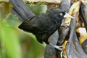 utils/thumbs/Icteridae/Amblycercus_XvpRuGQMZq3mJ6mY4Aguo6.jpg