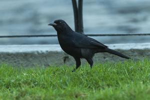 utils/thumbs/Icteridae/Dives_QUwK8RGBMJQWF5cJGp7ZGz.jpg