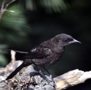 utils/thumbs/Icteridae/Euphagus_WqfDxFotZHMUUrVSCfyzU2.jpg