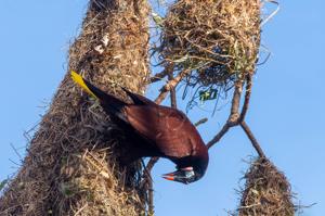 Psarocolius montezuma