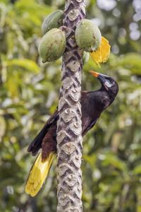 Psarocolius montezuma