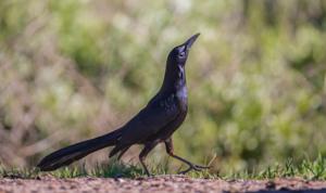utils/thumbs/Icteridae/Quiscalus_ev9X9cLVte3SagXKVrto5g.jpg