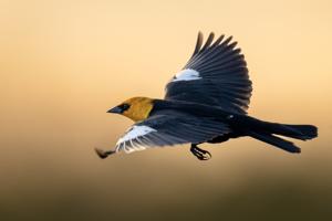 Xanthocephalus xanthocephalus