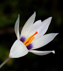 Crocus mathewii